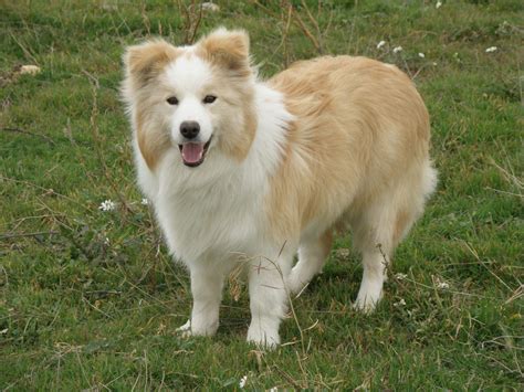 border collie identification.